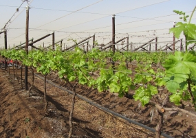 new vineyard