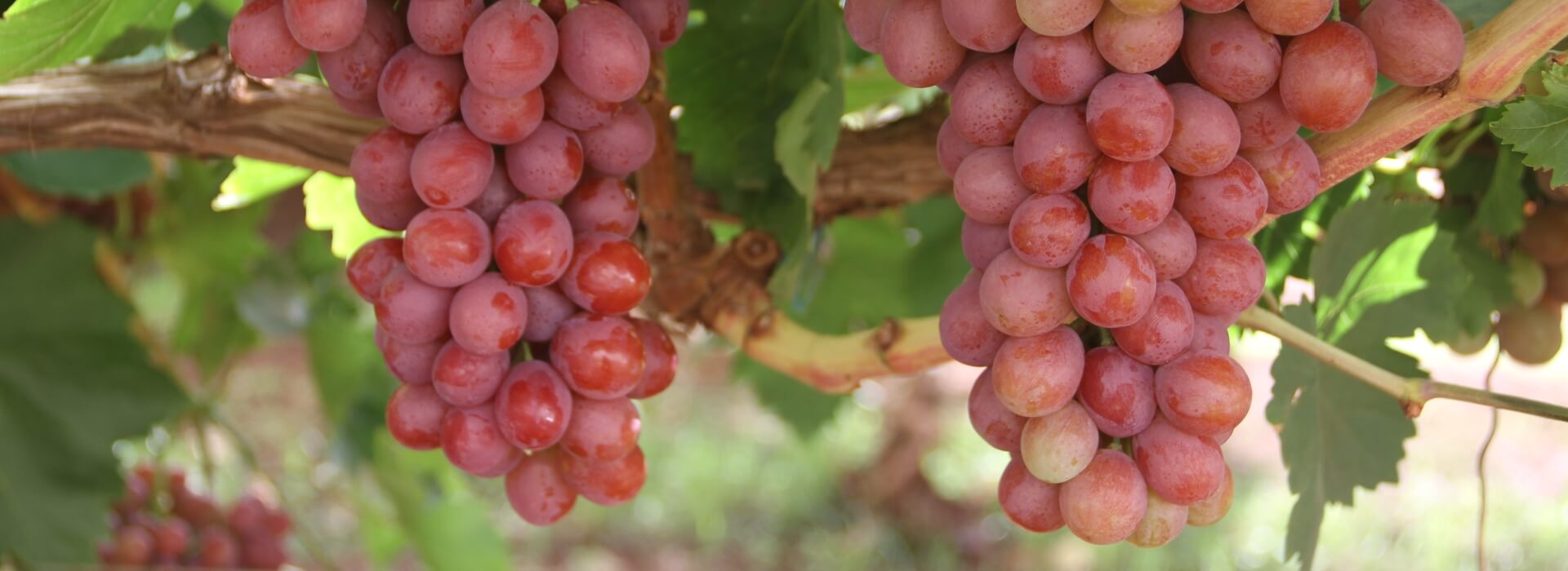 Grapes